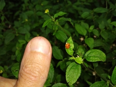 Harmonia axyridis