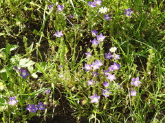 Campanula stellaris