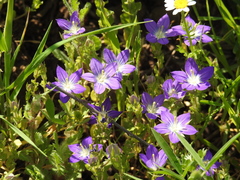 Campanula stellaris