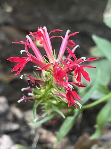 cardinal flower