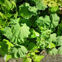 Alchemilla mollis