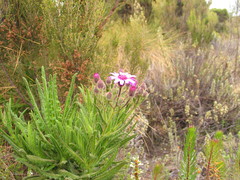 Senecio roseiflorus image