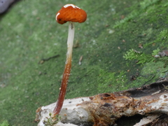 Marasmius elegans
