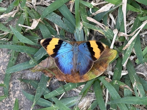 Gold-banded Forester