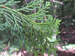 Chamaecyparis obtusa