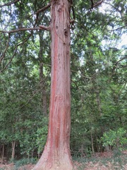 Chamaecyparis obtusa