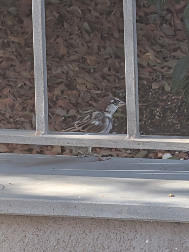 Italian Sparrow