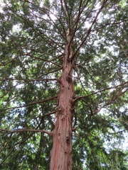 Chamaecyparis obtusa