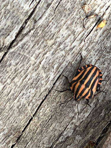 European Striped Shield Bug