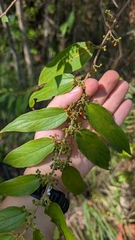 Trema micranthum