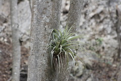 Tillandsia parryi