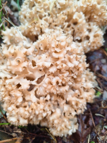 Cauliflower Fungus