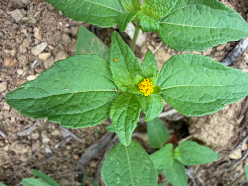 Eleutheranthera ruderalis observed 2026-09-05