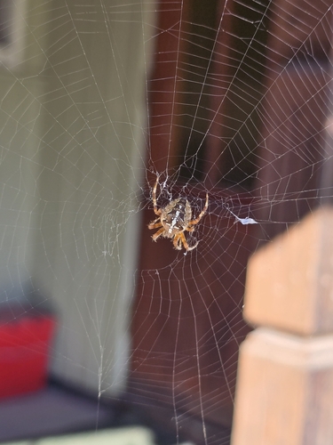 Cross Orbweaver