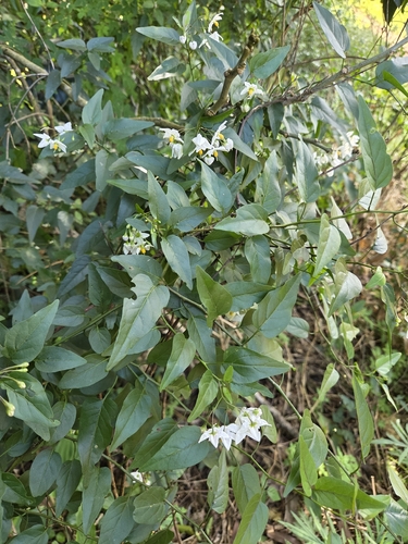 potato vine