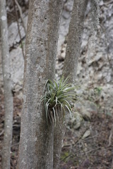 Tillandsia parryi