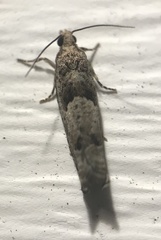 Pseudexentera vaccinii