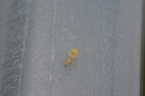 F-winged Barklouse