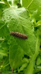 Melitaea didyma