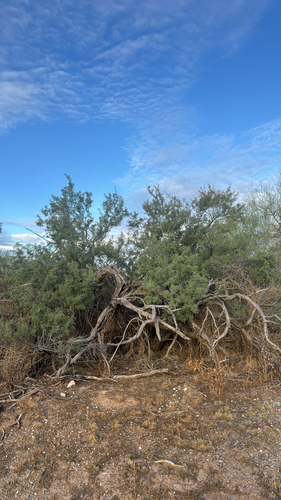 desert ironwood