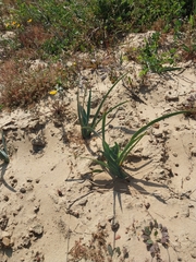 Ferraria divaricata