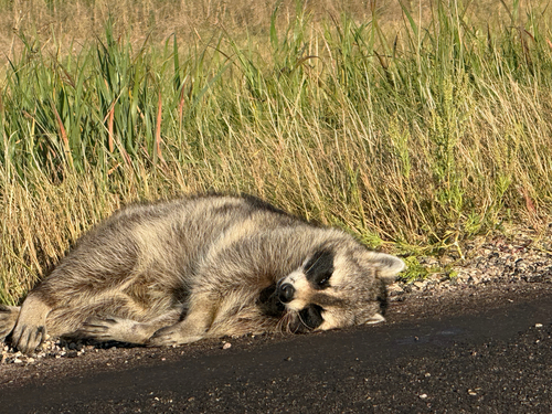 Common Raccoon