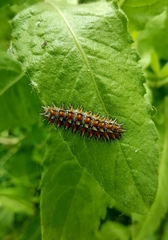 Melitaea didyma