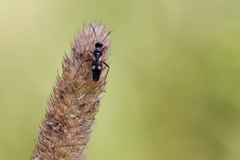 Globiceps flavomaculatus