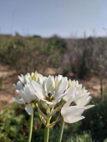 Ornithogalum thyrsoides, photograph 6