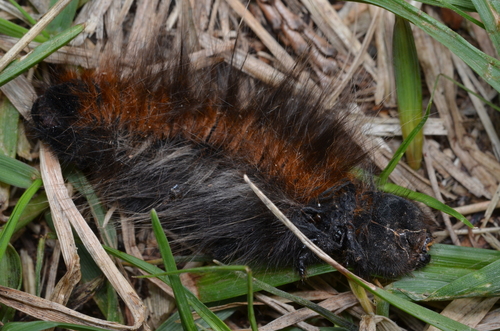 Fox Moth