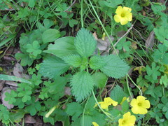 Membranous Stinging Nettle (Urtica membranacea)