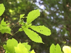 Quercus serrata