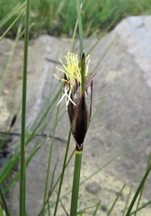 Ptilothrix deusta