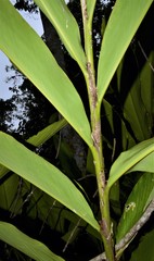 Etlingera venusta