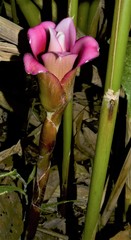 Etlingera venusta