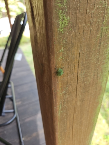 Green Shield Bug