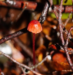 Mycena toyerlaricola