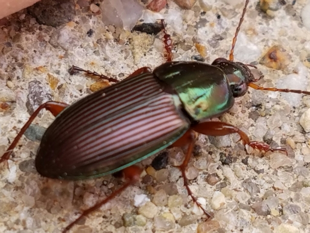 Woodland Ground Beetle