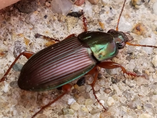 Woodland Ground Beetle