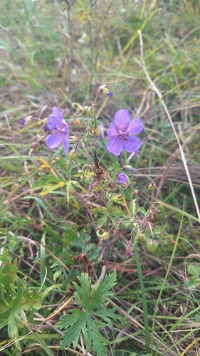 Meadow Crane's-bill