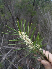 Hakea propinqua