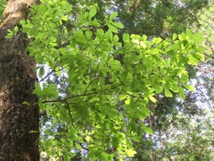 Quercus serrata
