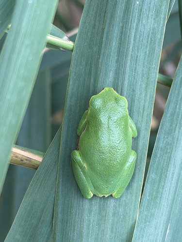 European Tree Frog