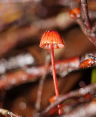 Mycena toyerlaricola