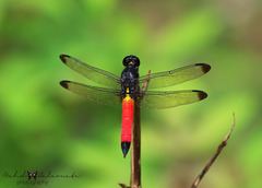 Protorthemis coronata