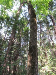 Quercus serrata
