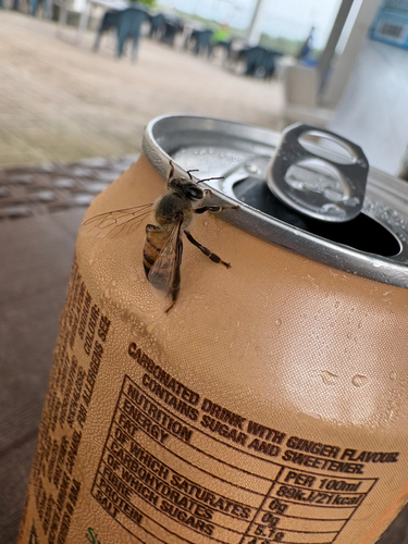Western Honey Bee