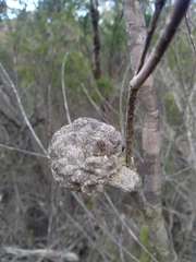 Hakea propinqua