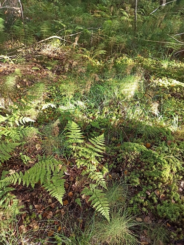 spinulose wood fern