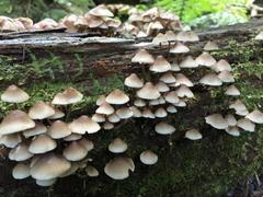 Mycena albidofusca